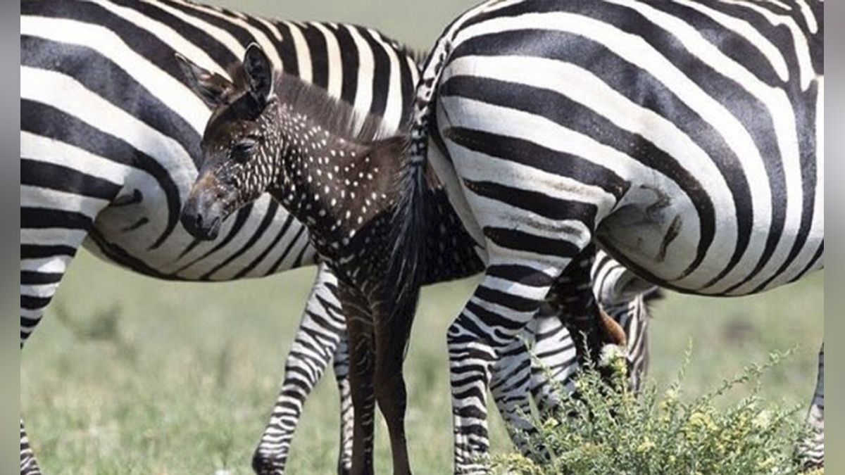 24 Morelos Cebra Negra