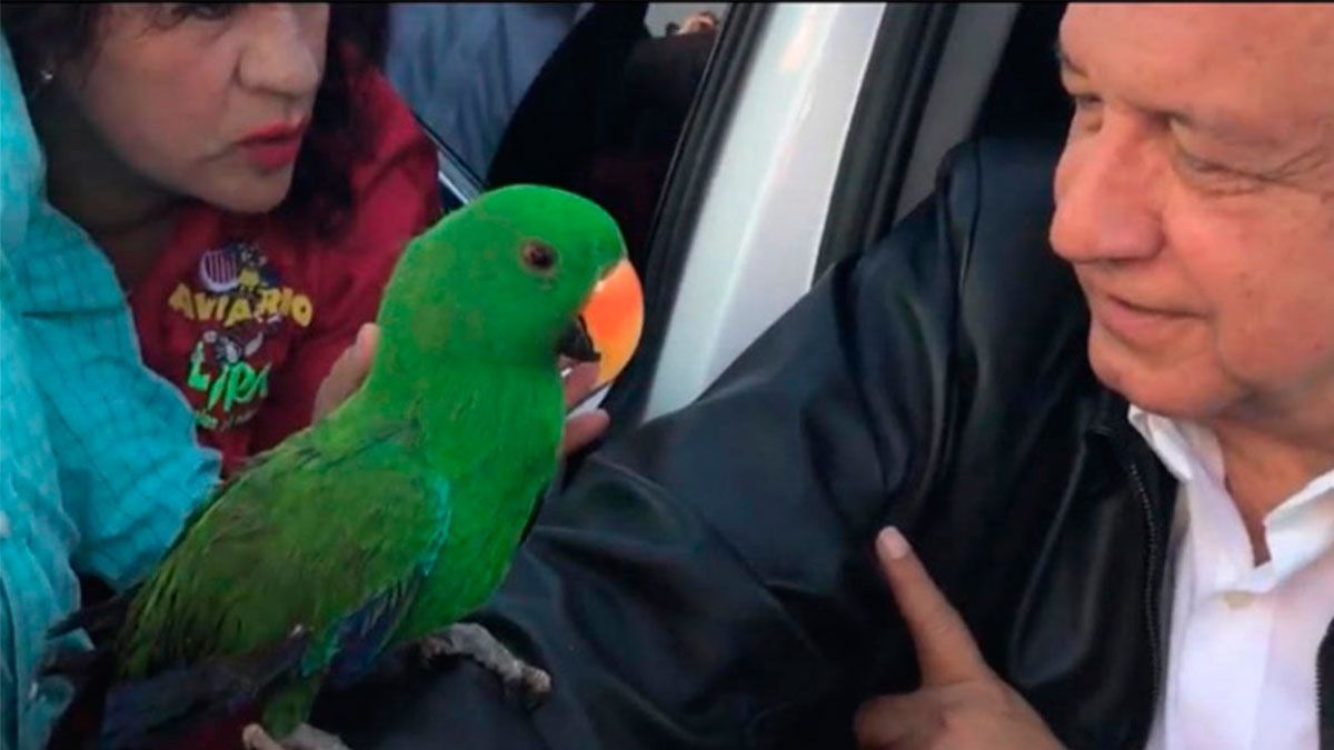 Perico verde recibe a AMLO en Coahuila
