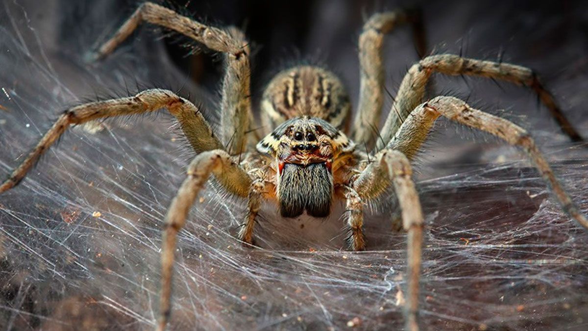 Crean material con telarañas que sustituye al plástico