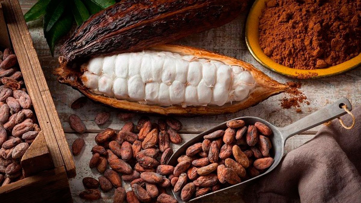 Celebran Día Nacional del Cacao y Chocolate
