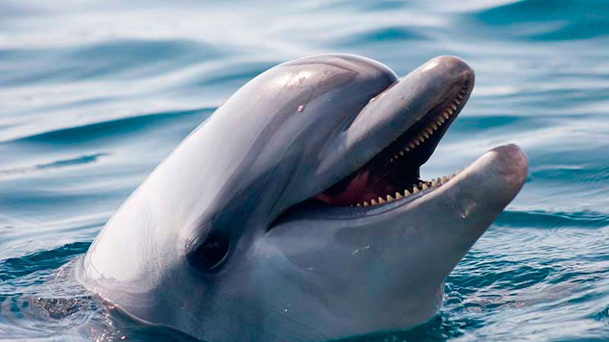 Japón autoriza de nuevo caza de delfines