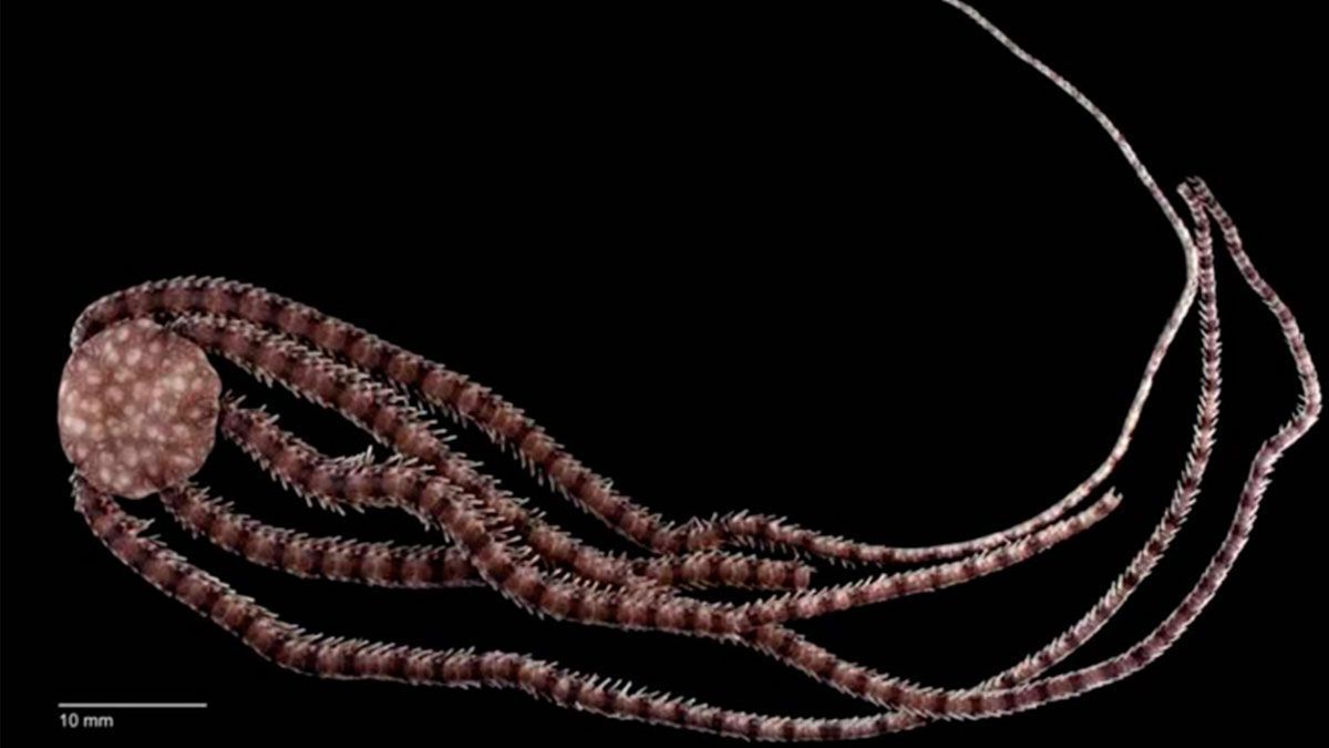 Descubren especie marina en México