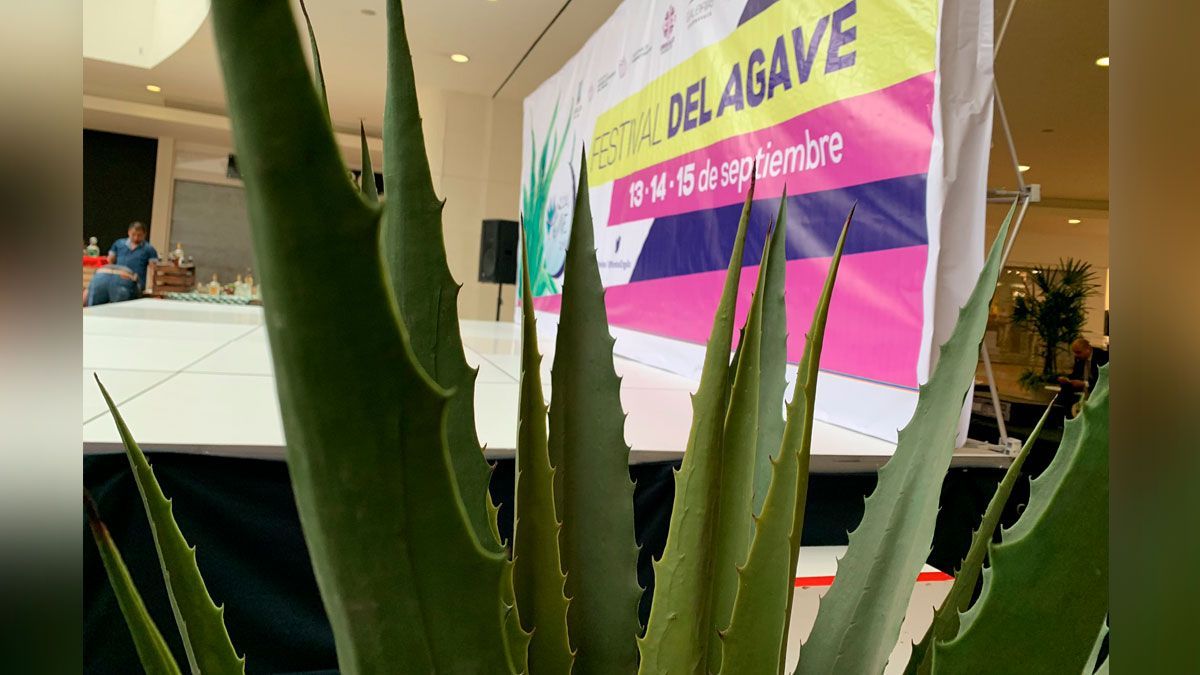 Festival del Agave 2019 en Cuernavaca