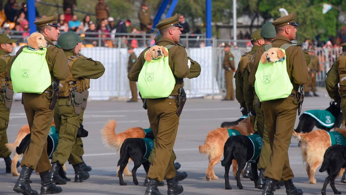 Cachorros se roban la atención en Parada Militar de Chile