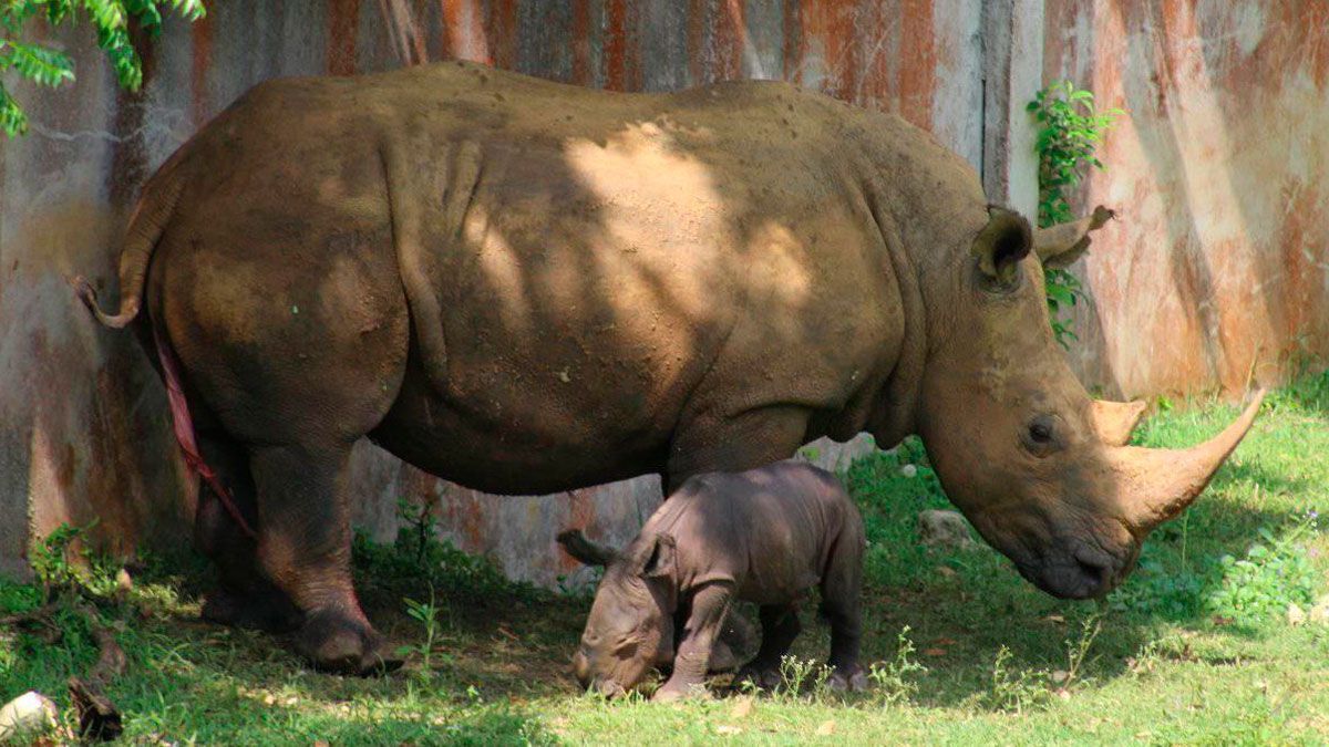 Tras 15 años nace en cautiverio primer rinoceronte blanco en Cuba