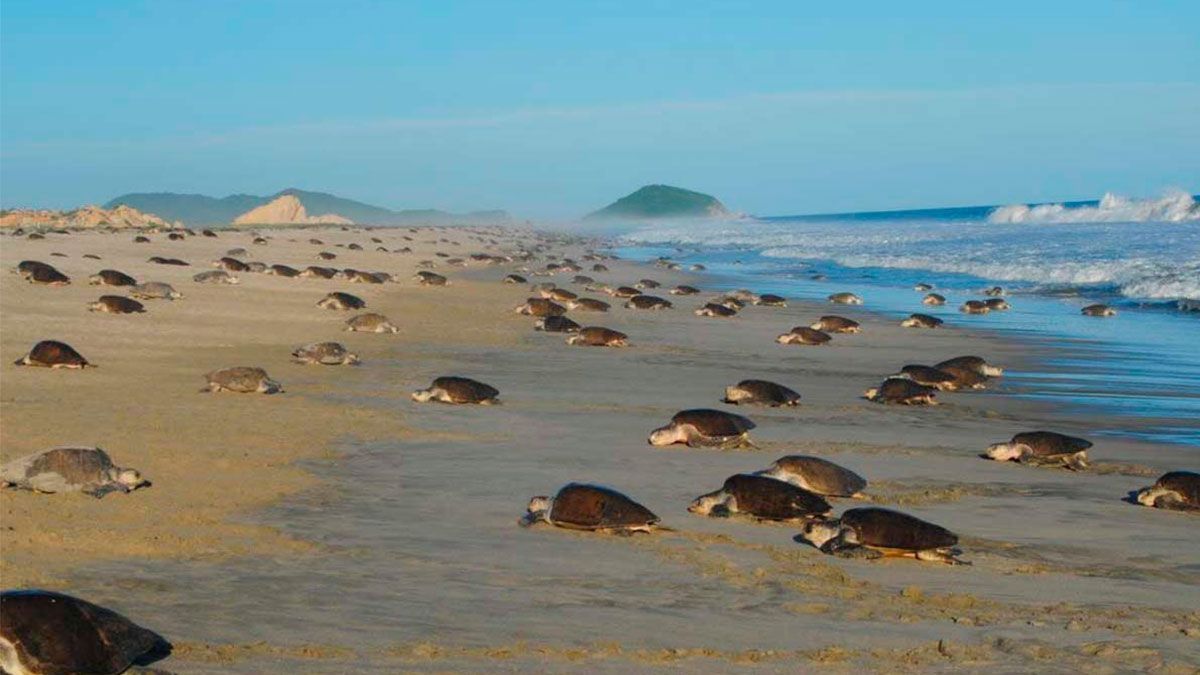 Tortugas golfinas llegan a desovar en Oaxaca