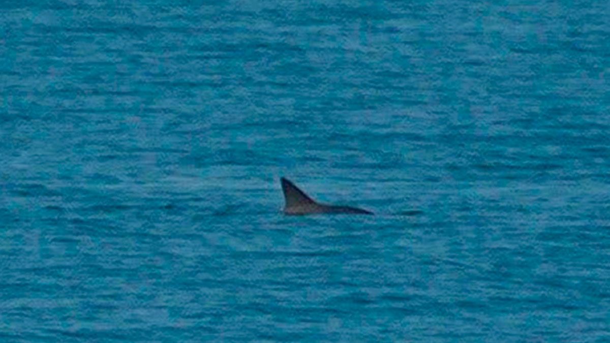 Captan a vaquitas marinas en Baja California