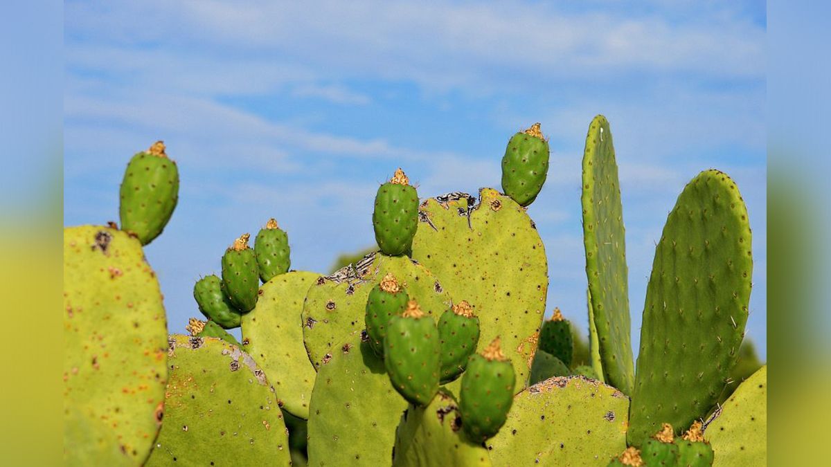 24 Morelos Nopales campo de Morelos
