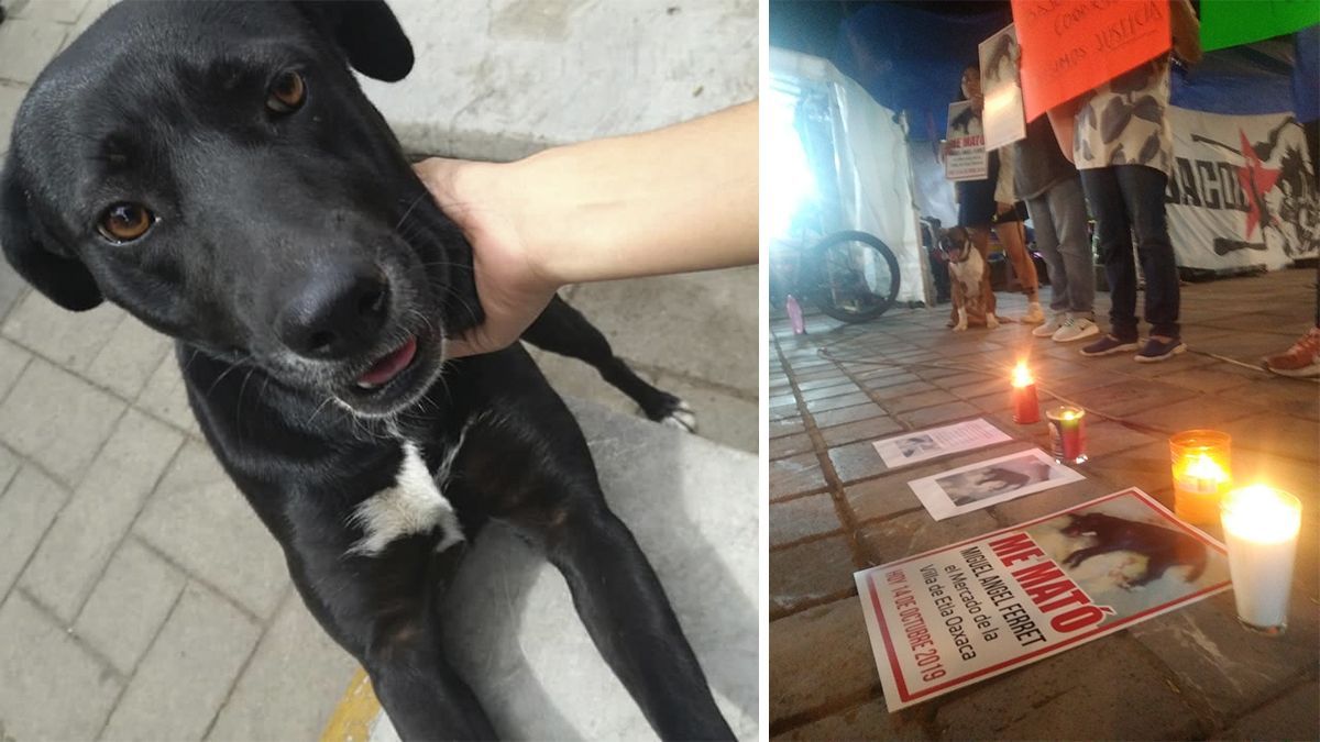 24 Morelos Perrita asesinada