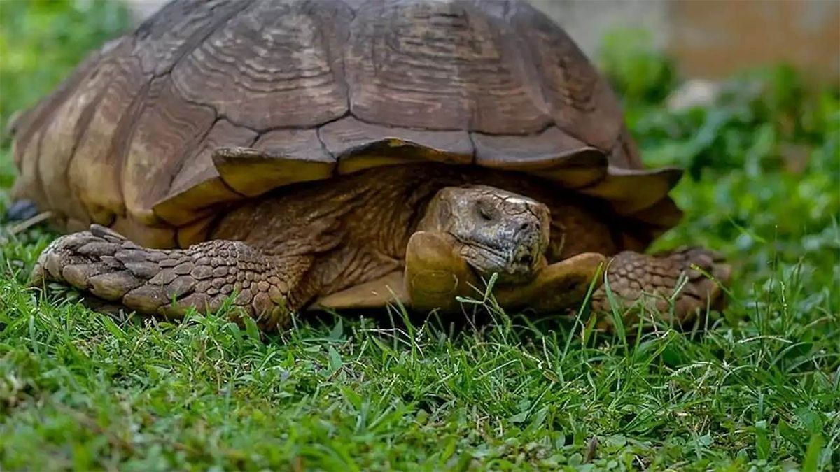 24 Morelos TOrtuga más longeva del mundo