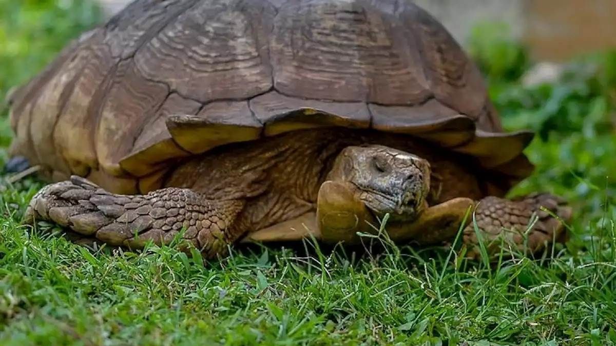 Muere tortuga de 344 años