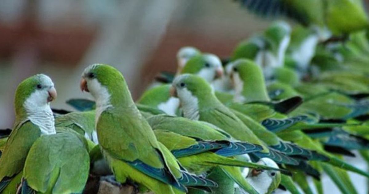 Sacrificarán a más de 12 mil cotorras en Madrid, España