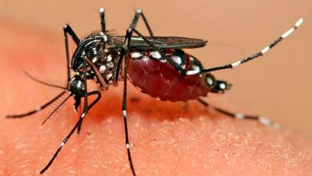 Seguirán aumentando casos de dengue en México