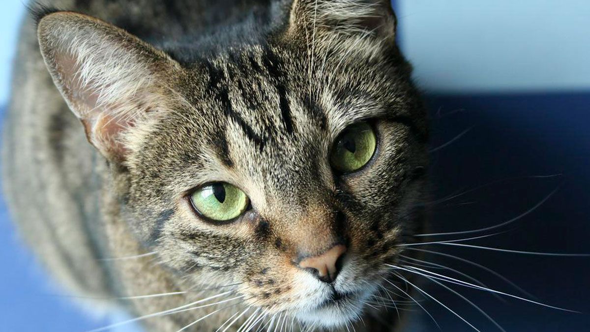 Los gatos maúllan exclusivamente para comunicarse con humanos