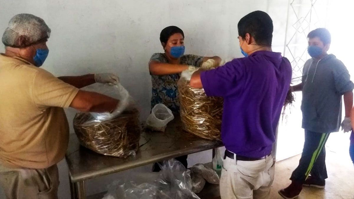 Imparten taller de cultivo de hongos seta en Jonacatepec
