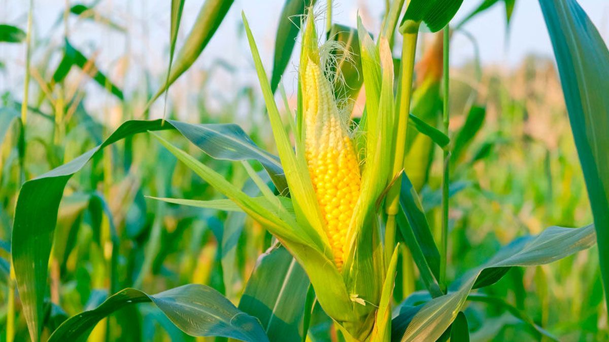 Fertilizantes no serán entregados a organizaciones campesinas: diputado