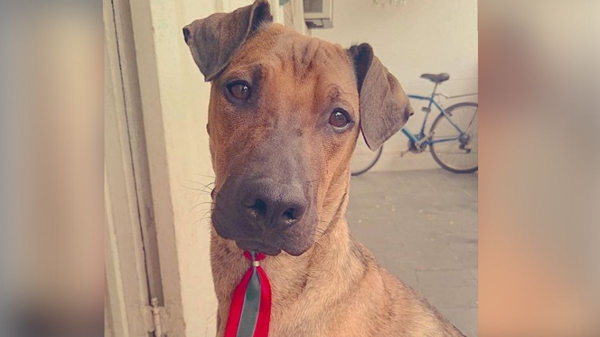 24 Morelos Perrito enfermo