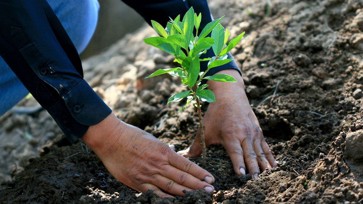 Debe SCT mil árboles por Paso Exprés