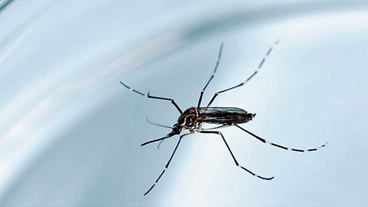 Evitemos el dengue, zika y chikungunya