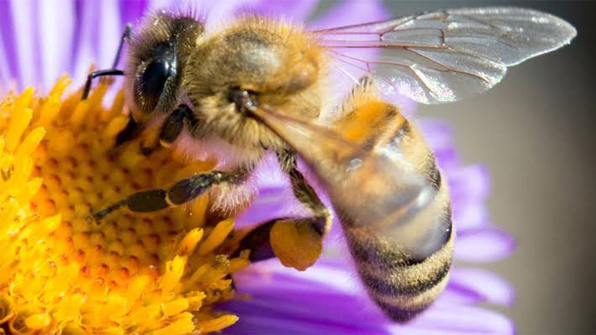 24 Morelos Abejas