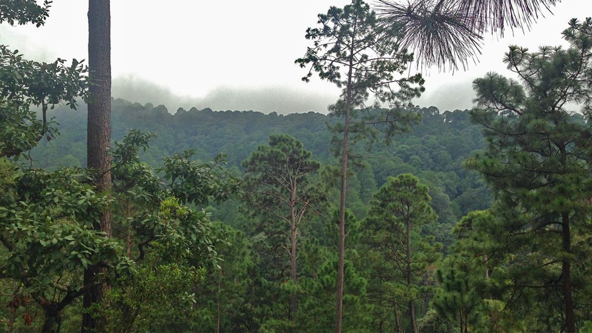 24 Morelos Bosque