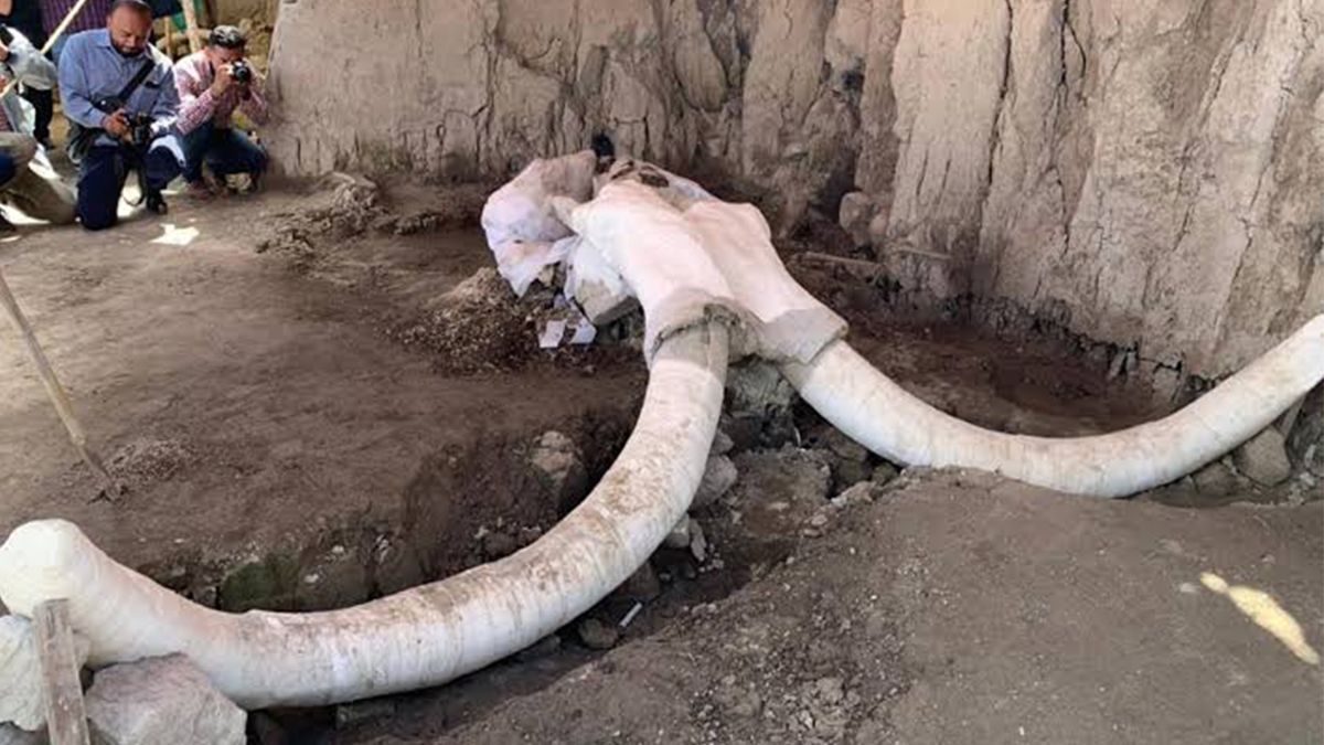 24 Morelos Restos de Mamut en Tultepec