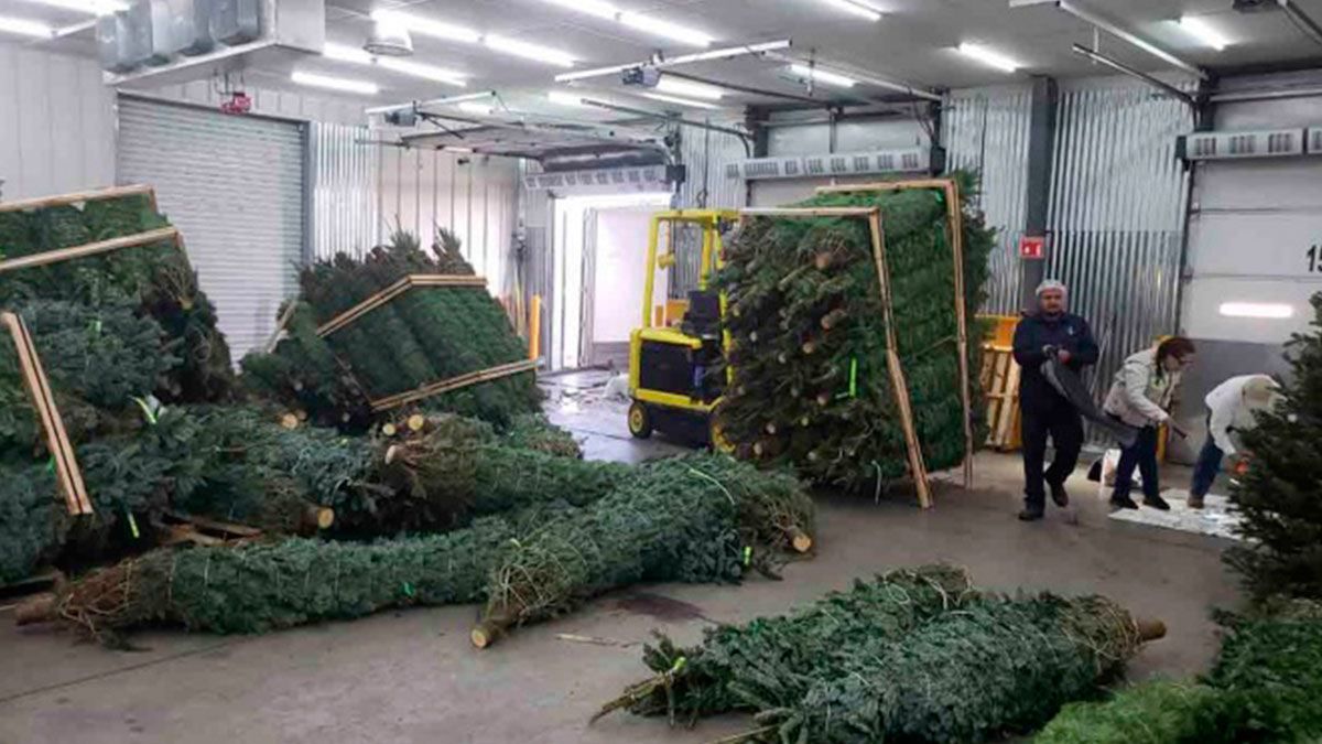 Abren nuevos centros de acopio de árboles de navidad en Morelos