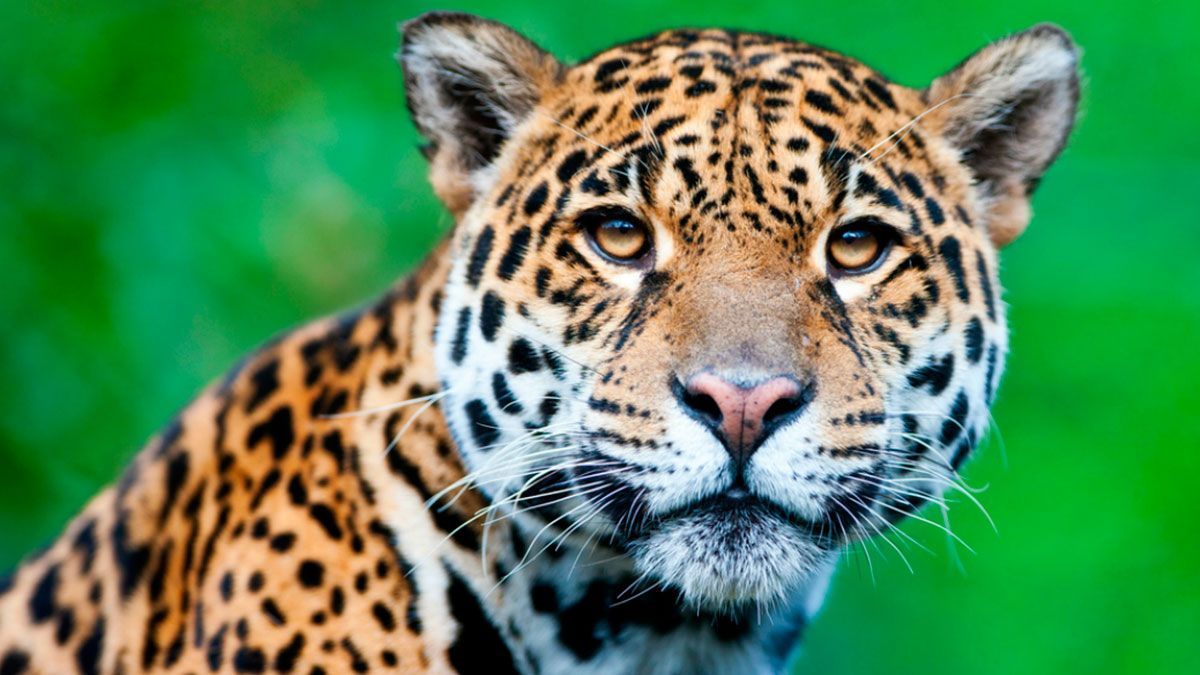 29 de noviembre, Día Internacional del Jaguar