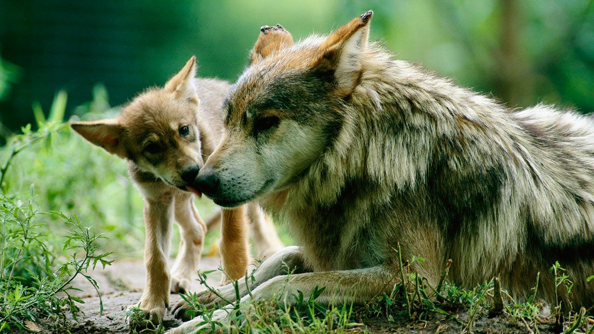Lobo mexicano, especie que regresó luego de considerarse extinta