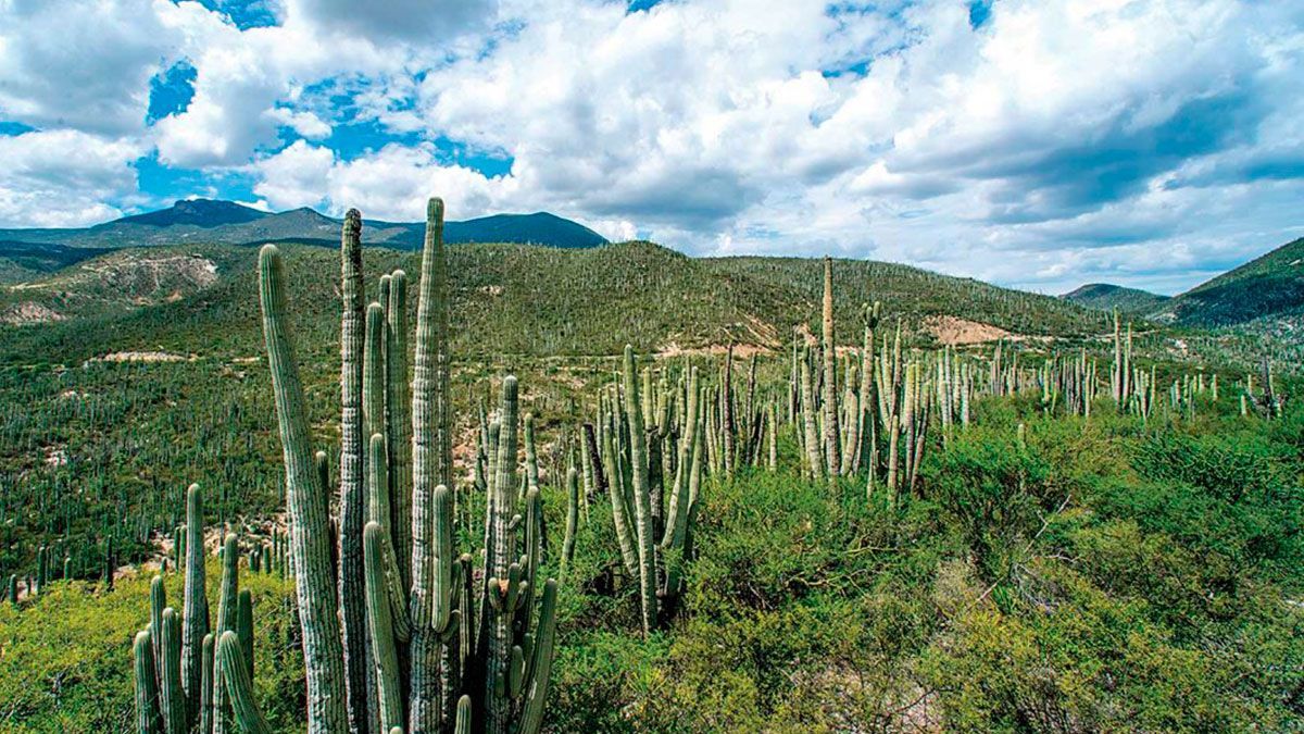 México cuenta con nueva Reserva Protegida