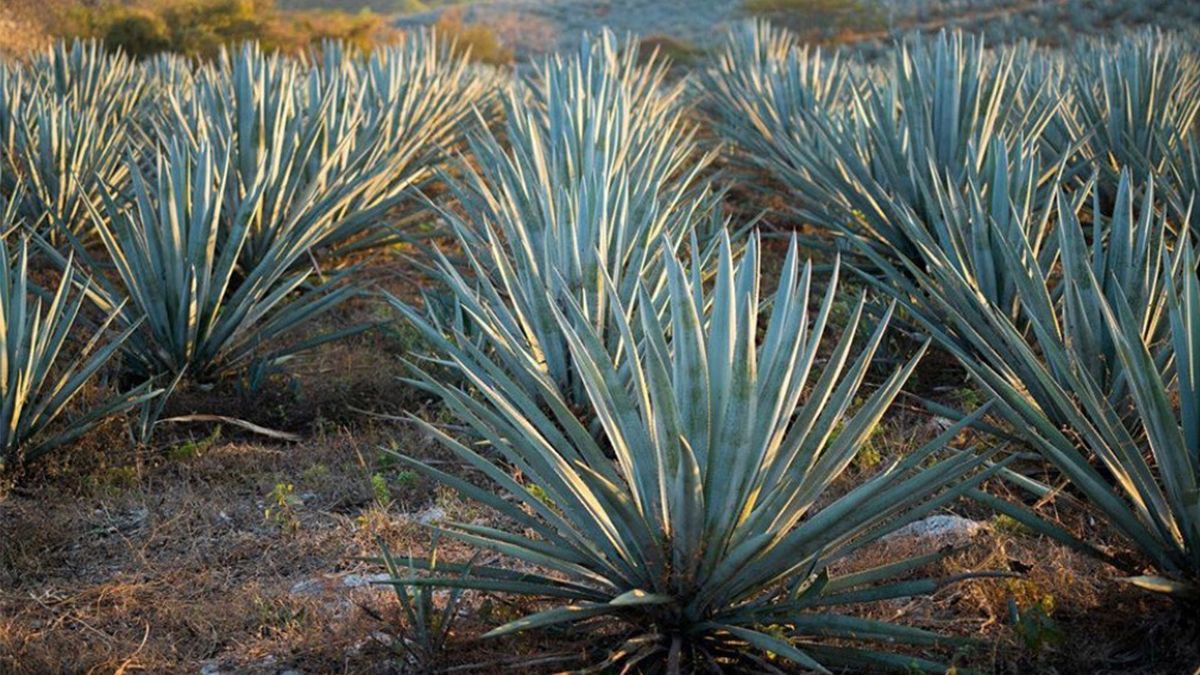 24 Morelos Agave