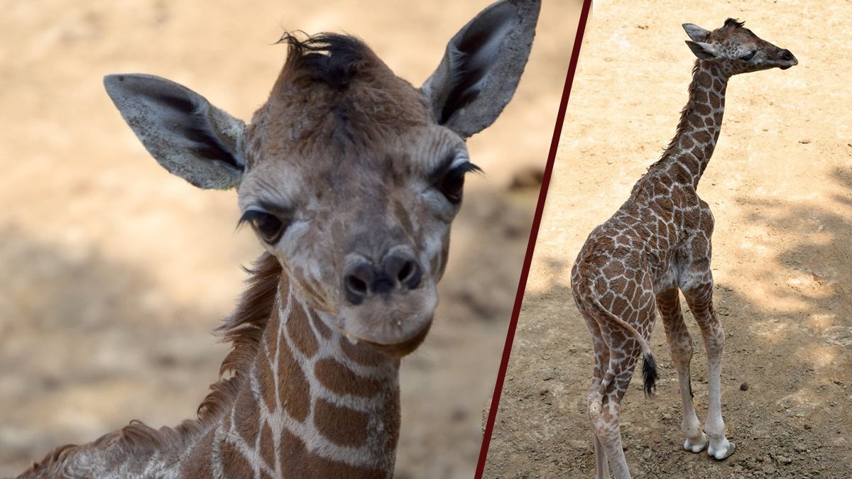 24 Morelos Jirafa bebé en zoológico de Chapultepec