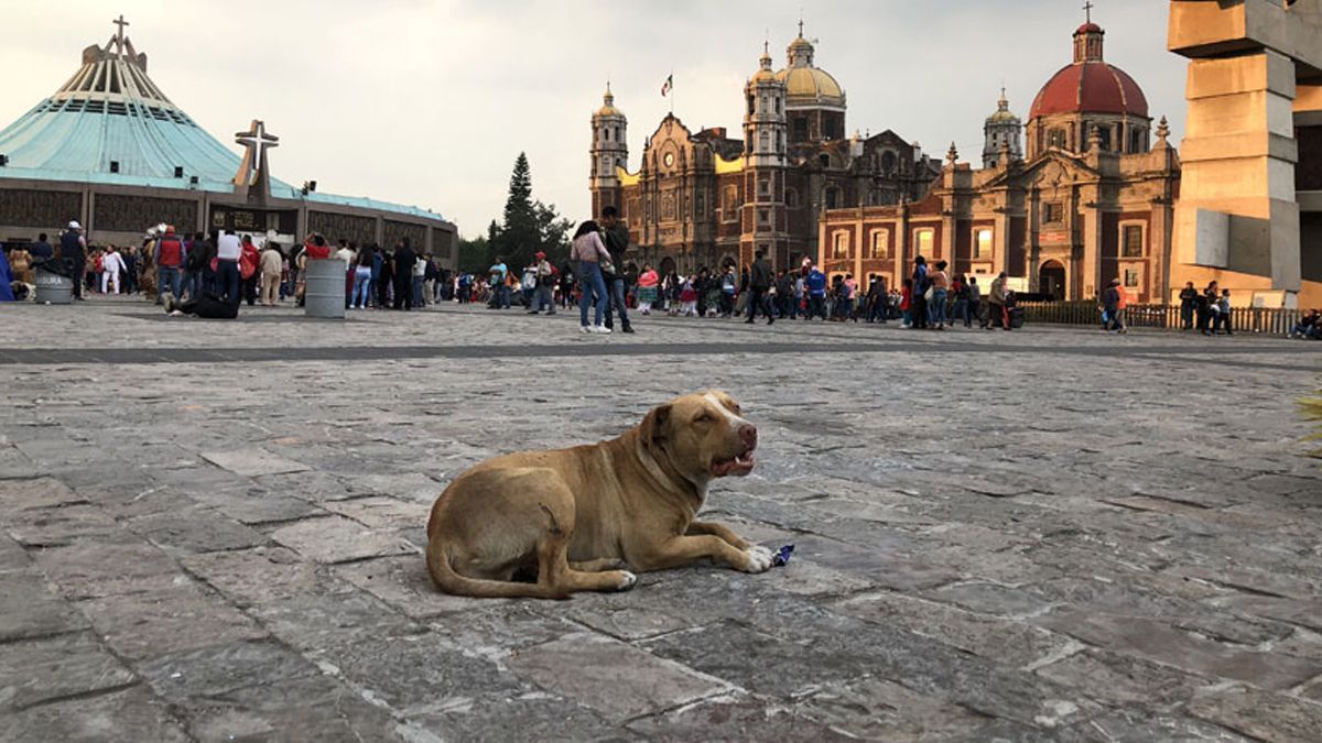 24 Morelos Perro abandonado