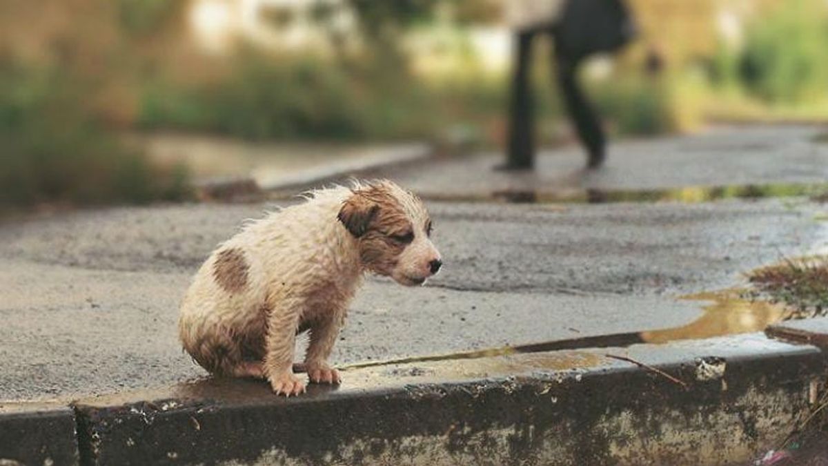 24 Morelos Perro abandonado