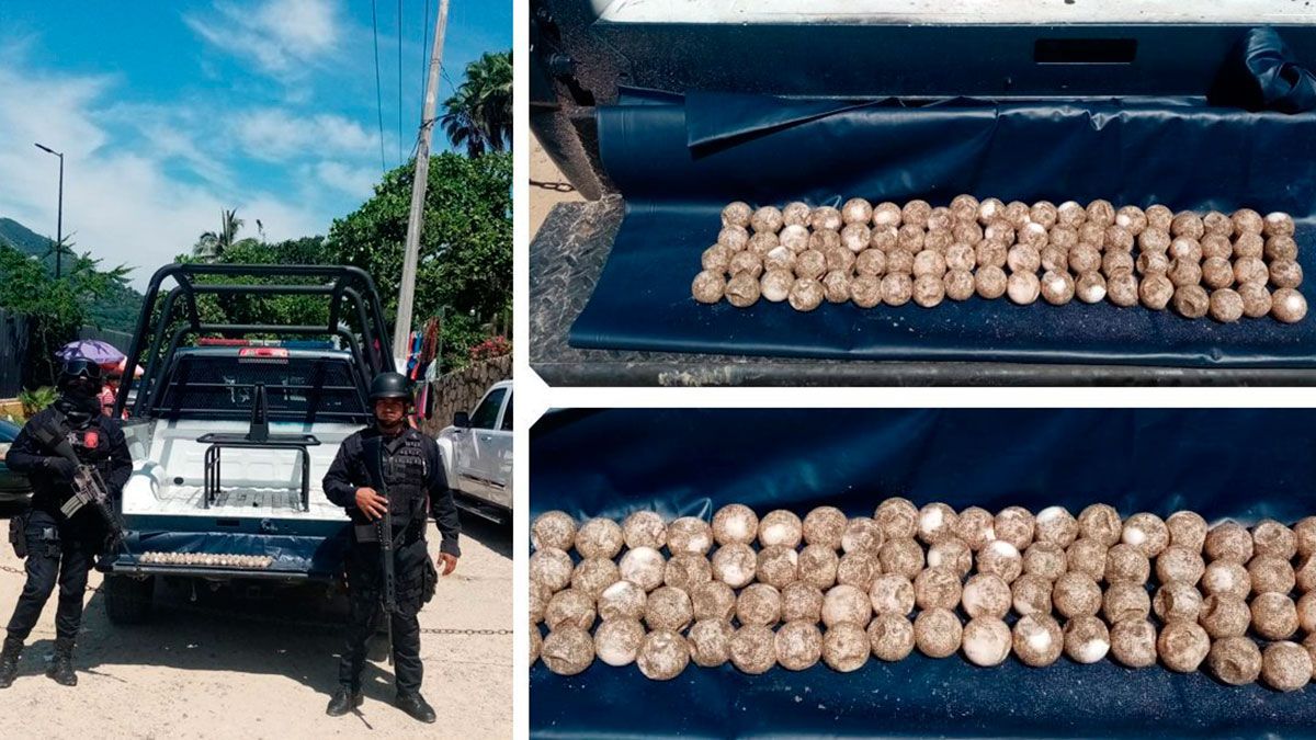 Decomisan huevos de tortuga en Acapulco