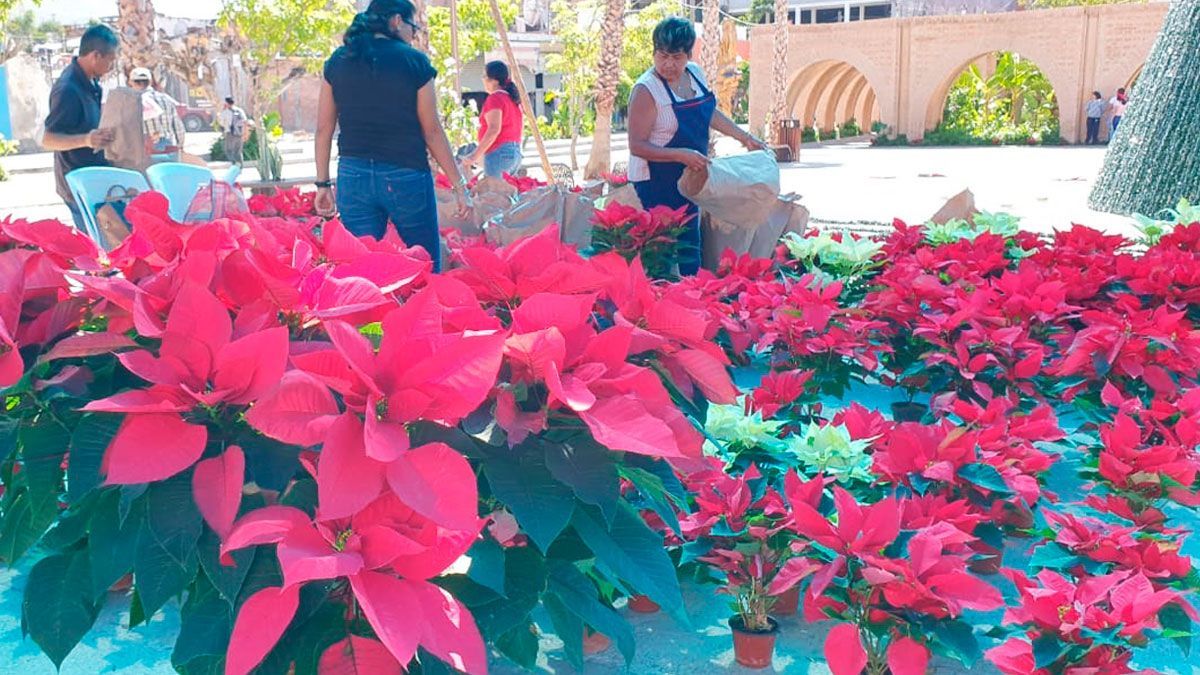 Altas expectativas en producción de Nochebuena en región sur