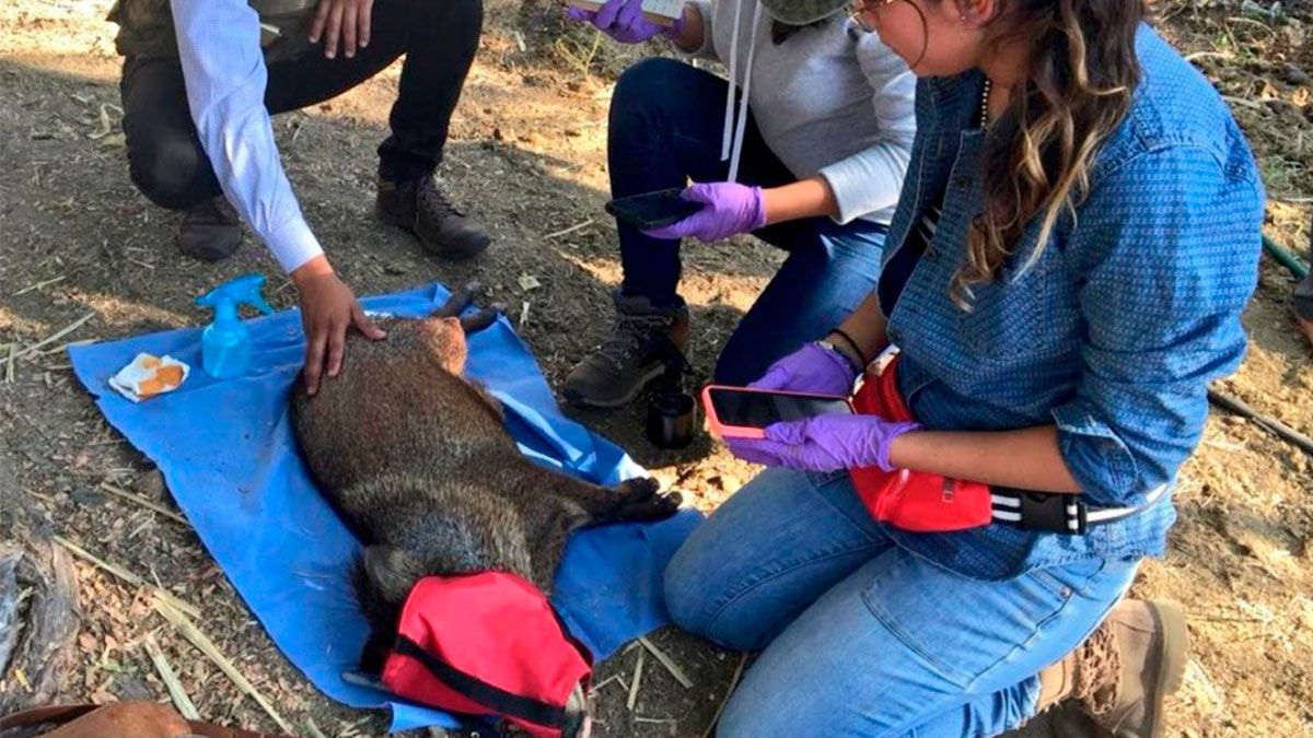 Buscan preservar al Pecarís de Collar Blanco