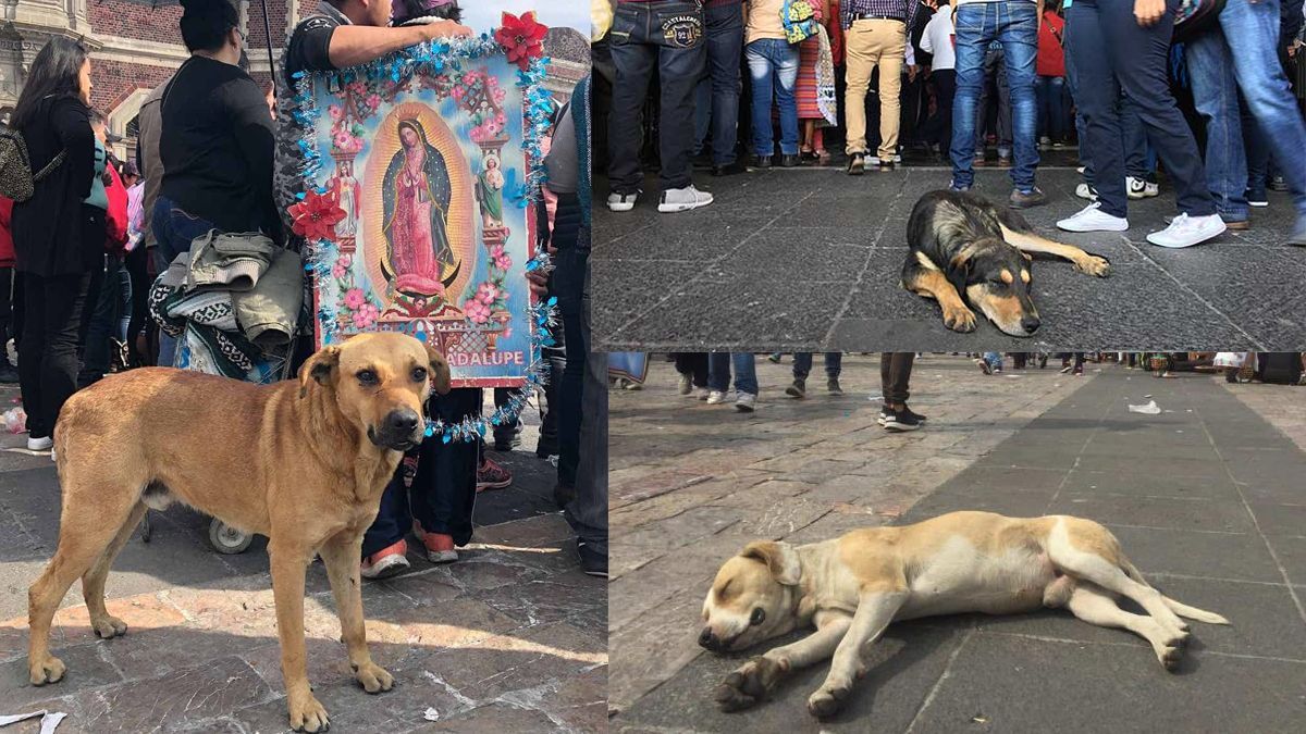 Abandonan a 29 perros en la Basílica