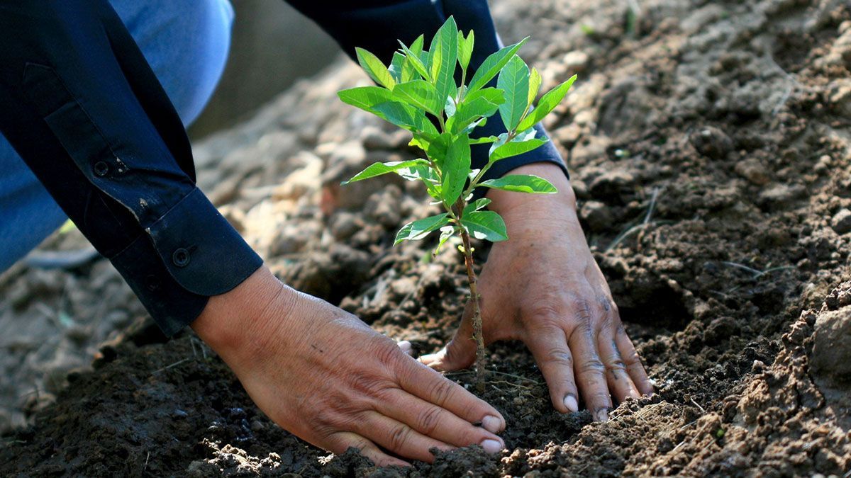 Reforestación de SCT por Paso Exprés avanza lento