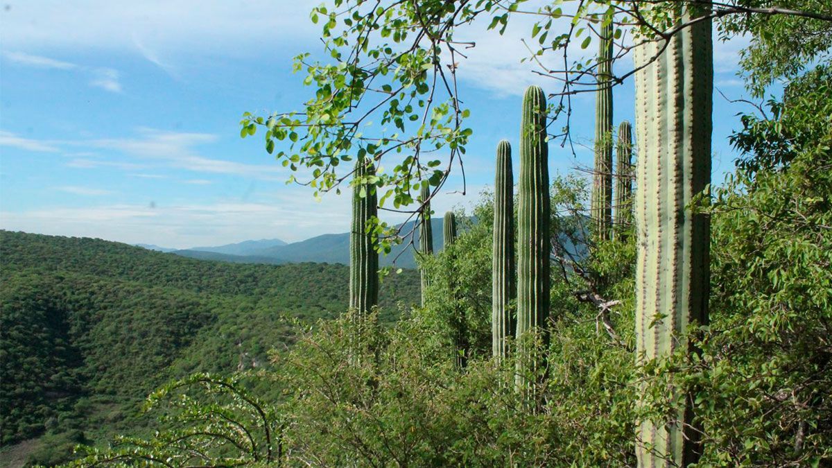 Recuperará Gobierno Área Natural Protegida “El Texcal”