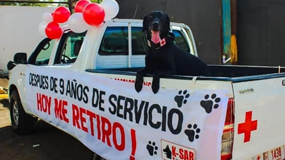 24 Morelos Perro rescatista