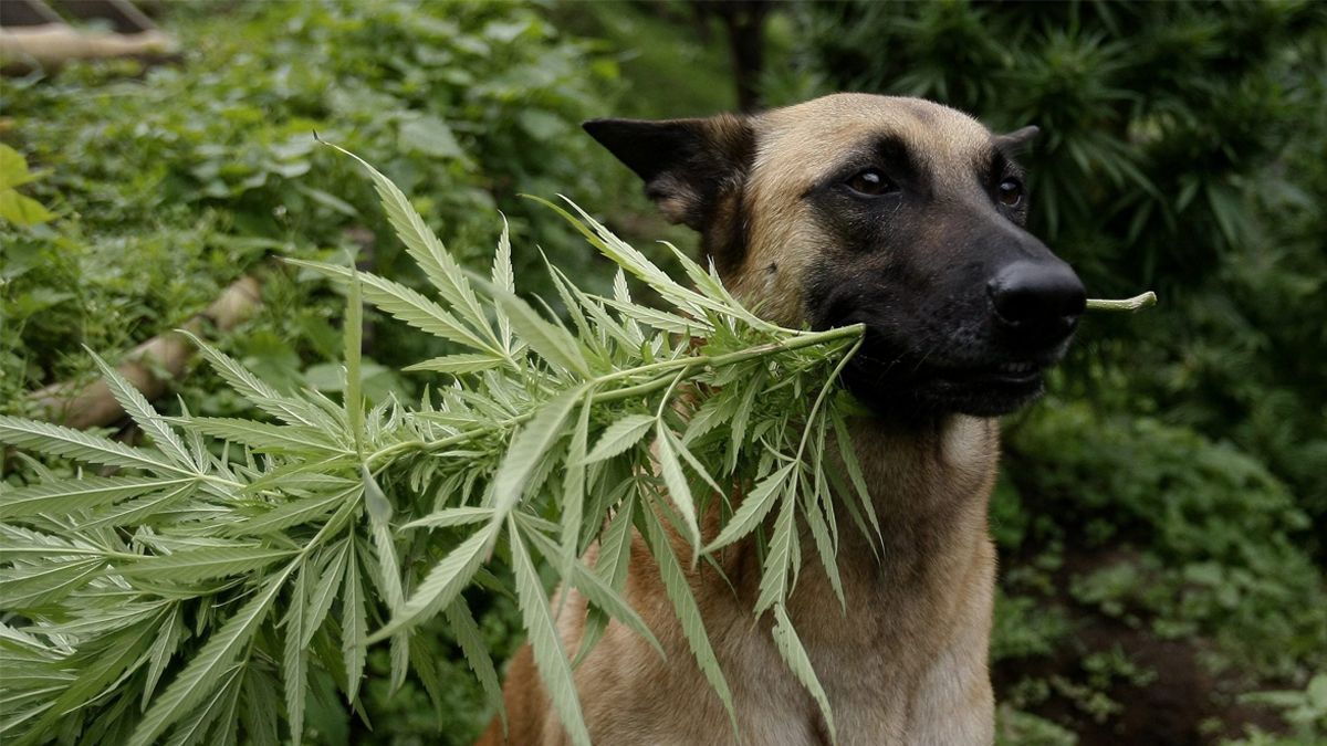 24 Morelos Perro droga