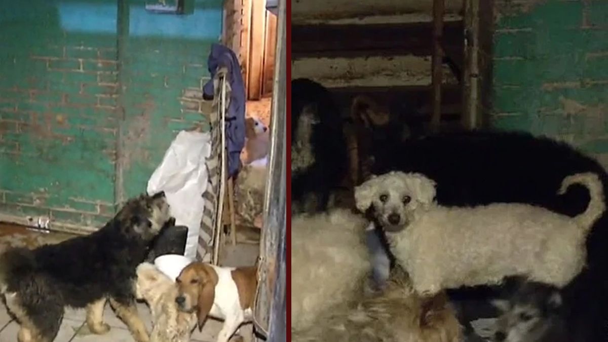 24 Morelos Perros