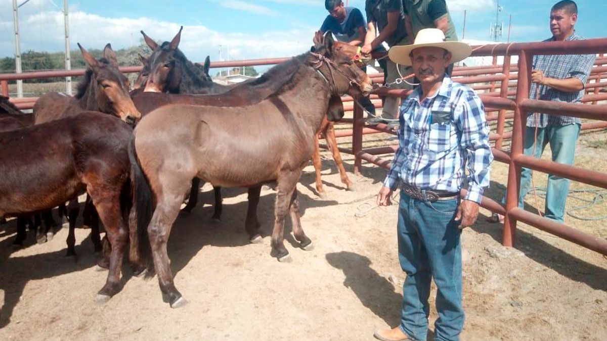 Entrega Sedagro acémilas a productores