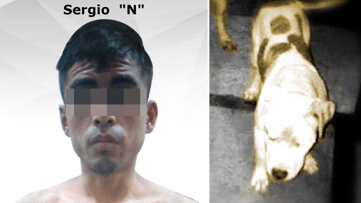 Lo condenan a 5 meses de cárcel por actos de crueldad contra animales domésticos