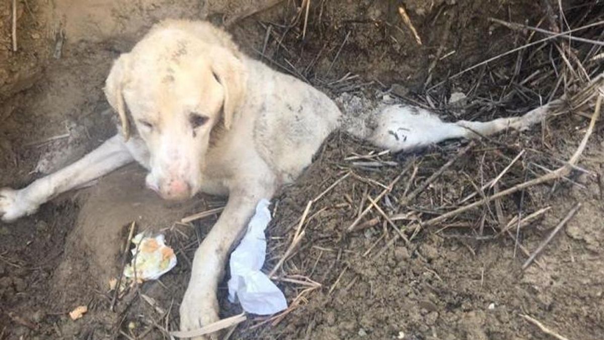 24 Morelos Perro abandonado