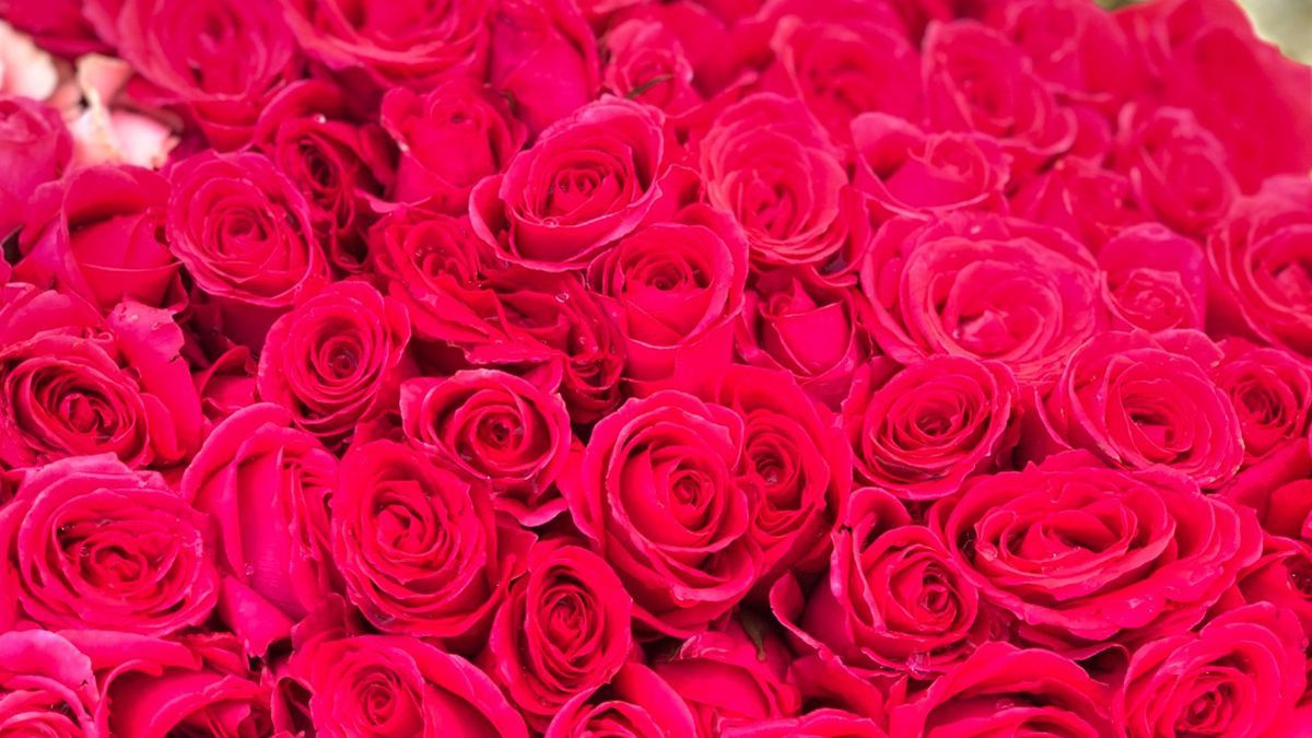 24 Morelos Rosas