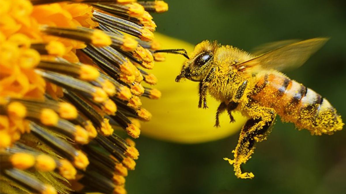 24 Morelos Abejas