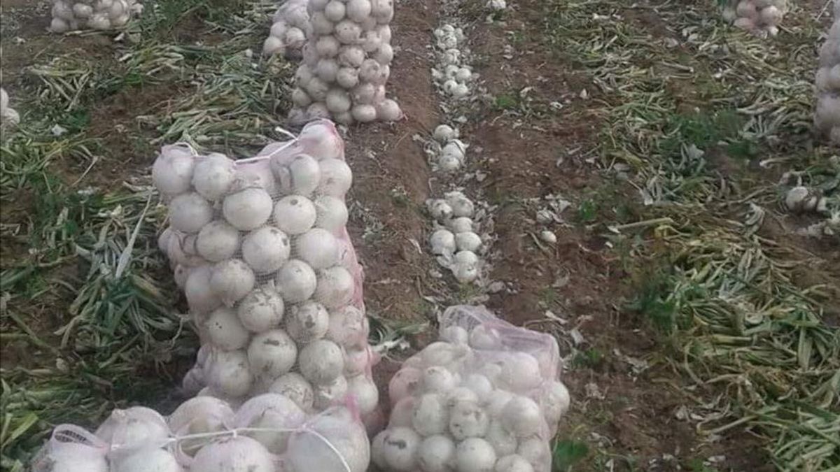 24 Morelos Cebollas