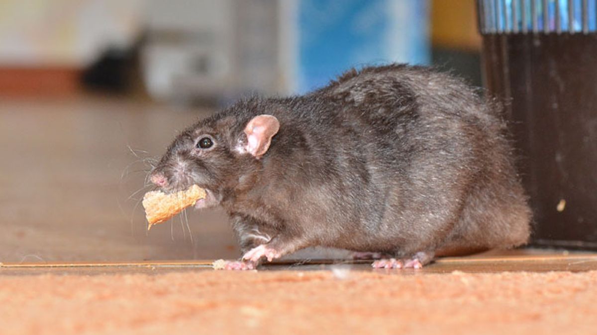 24 Morelos ratas